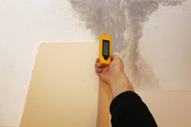 Mold Documentation for Insurance Claims in Maysville, NC