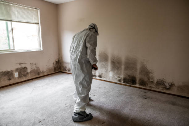 Best Attic Mold Removal  in Maysville, NC