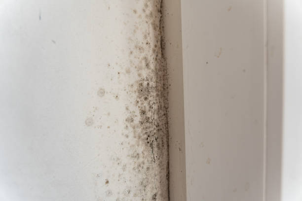 Best Water Damage & Mold Remediation  in Maysville, NC